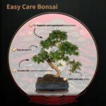 Bonsai-træ-Bonsaiworld-Easy-Care-Startpakke-Bonsai-1