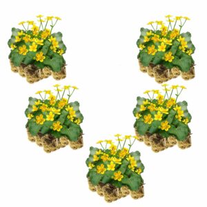 Dotterbloem 100 planten