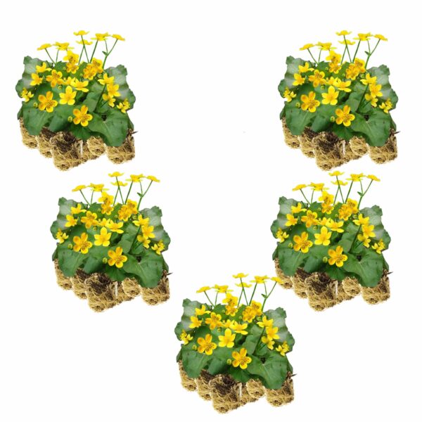 Dotterbloem 100 planten Dotterbloem 100 planten