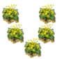 Dotterbloem 100 planten