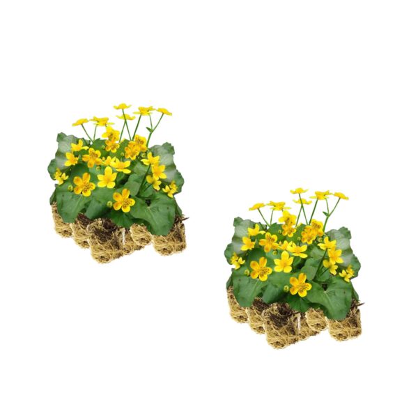 Dotterbloem 30 planten Dotterbloem 30 planten