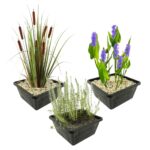 Fall-flowering Pond Plants