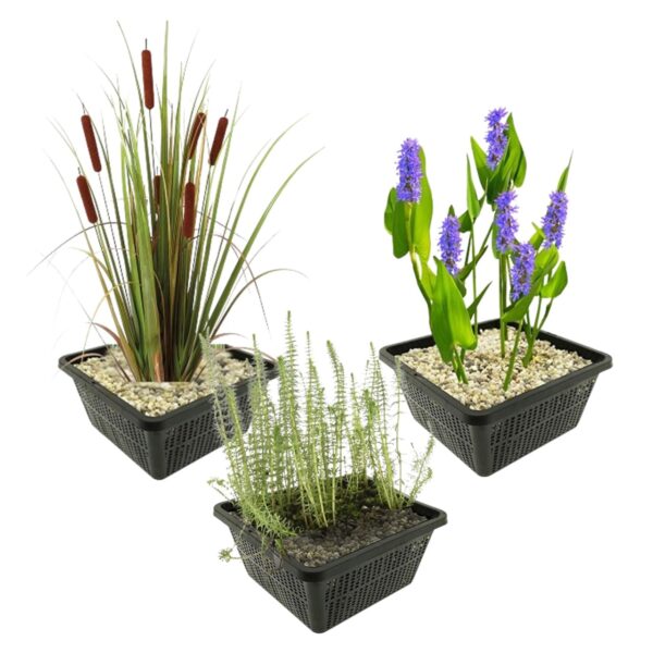 Najaarsbloeiers Vijverplanten Fall-flowering Pond Plants