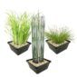 Wintergroen Vijverplanten