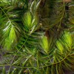 Grof-Hoornblad-5-liter-Ceratophyllum-Demersum-4