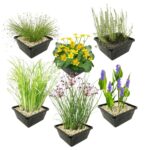 Inheemse Vijverplanten 4 Seizoenbloeiers