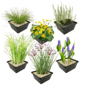 Inheemse Vijverplanten 4 Seizoenbloeiers