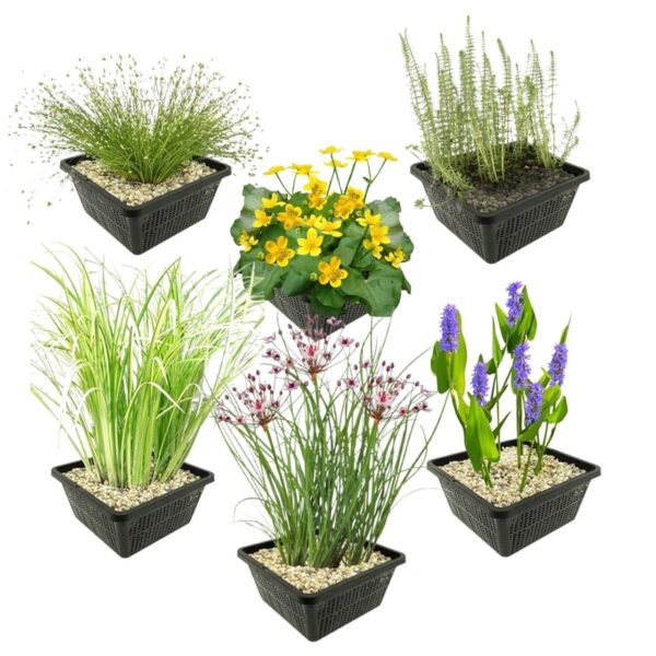 Inheemse Vijverplanten 4 Seizoenbloeiers Inheemse Vijverplanten 4 Seizoenbloeiers