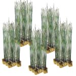 Holpijp 100 planten
