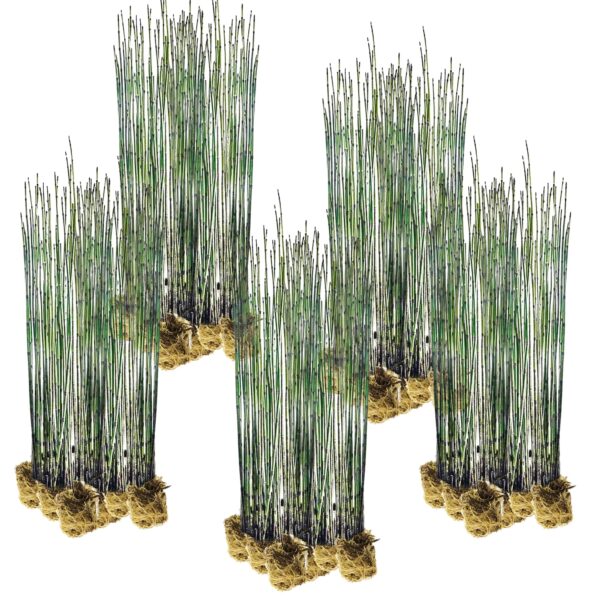 Holpijp 100 planten Holpijp 100 planten