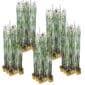 Holpijp 100 planten