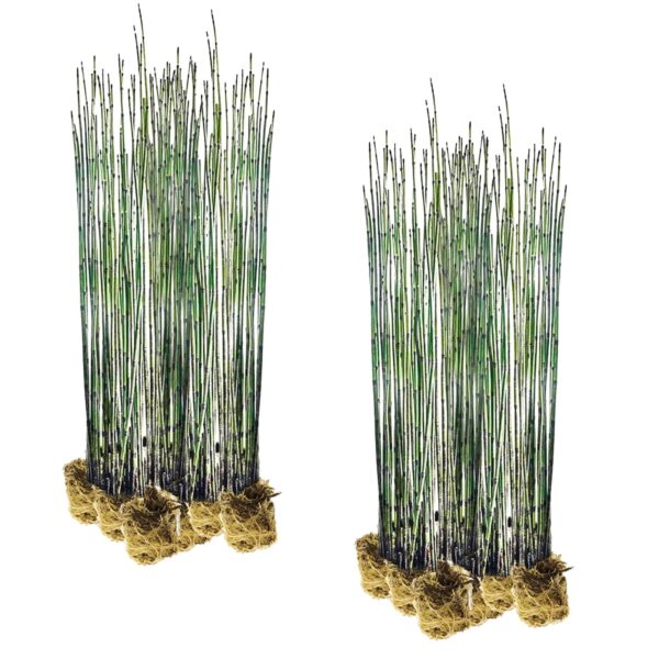 Holpijp 30 planten Holpijp 30 planten