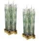 Holpijp 30 planten