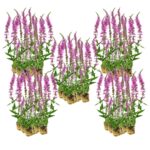Kattenstaart 100 planten