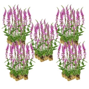Kattenstaart 100 planten