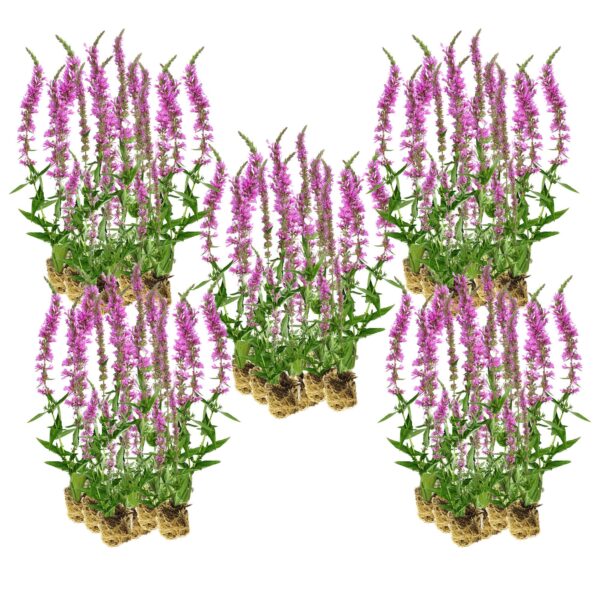 Kattenstaart 100 planten Kattenstaart 100 planten