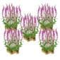 Kattenstaart 100 planten
