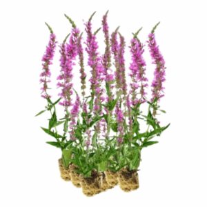Kattenstaart 15 planten