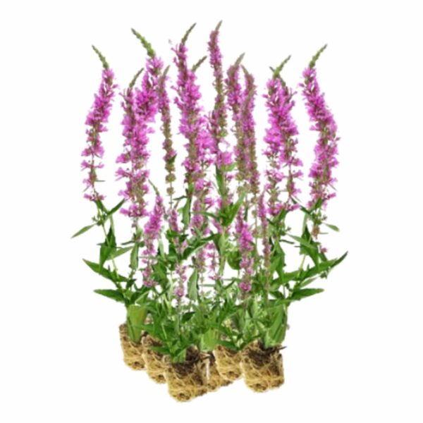Kattenstaart 15 planten Kattenstaart 15 planten