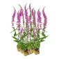 Kattenstaart 15 planten