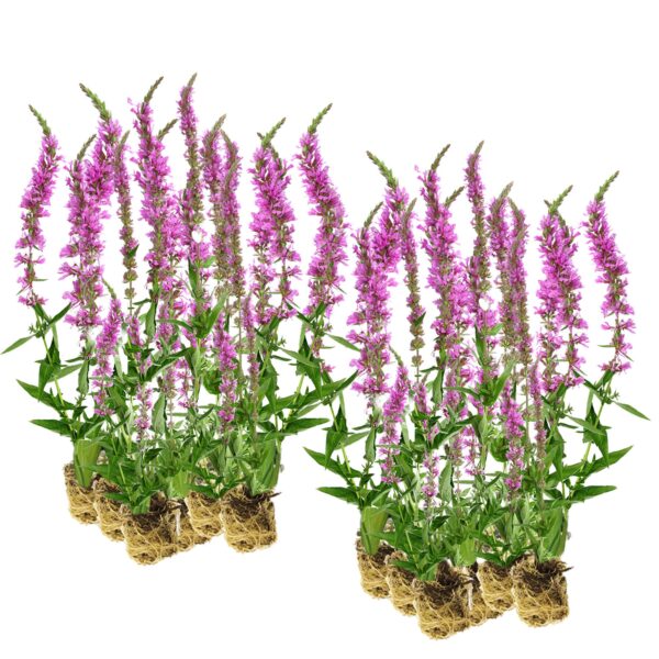 Kattenstaart 30 planten Kattenstaart 30 planten