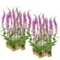 Kattenstaart 30 planten