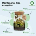 Mini-Bonsai-Terrarium-Corky-Plant-Terrarium-1