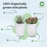 Mini-Cactus-en-Vetplant-Mix-met-Potje-100-stuks-1