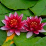 Rode-Waterlelie-Nymphaea-Attraction-1