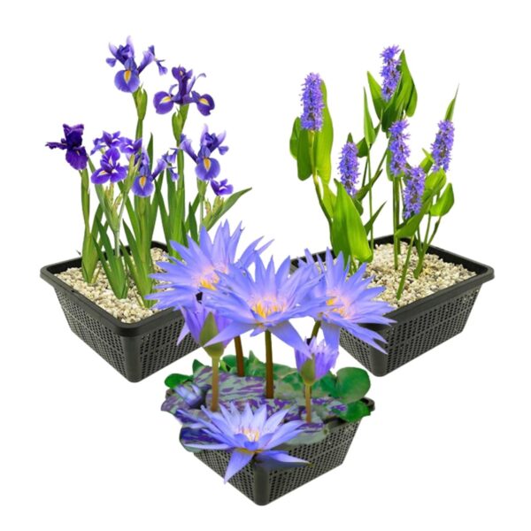 Blauwe Waterplanten Blauwe Waterplanten