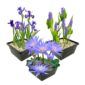 Blauwe Waterplanten