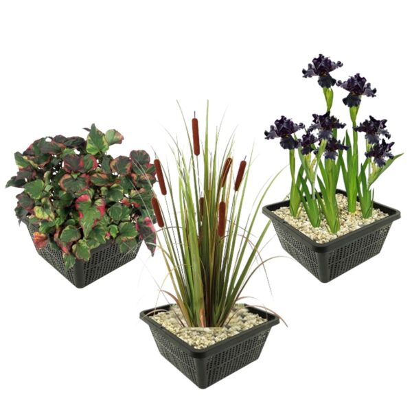 Donkere Waterplanten Donkere Waterplanten
