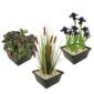 Donkere Waterplanten