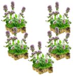 Watermunt 100 planten