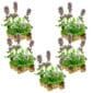 Watermunt 100 planten
