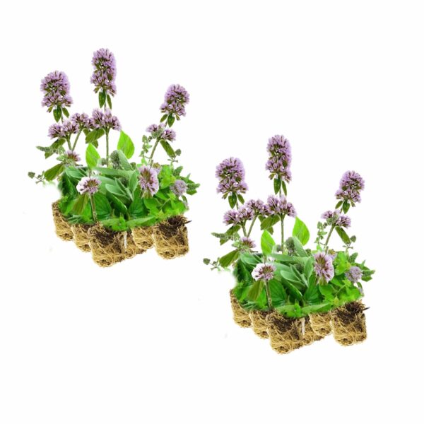 Watermunt 30 planten Watermunt 30 planten