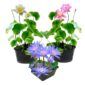 Blauwe Waterlelie + 4 Lotussen