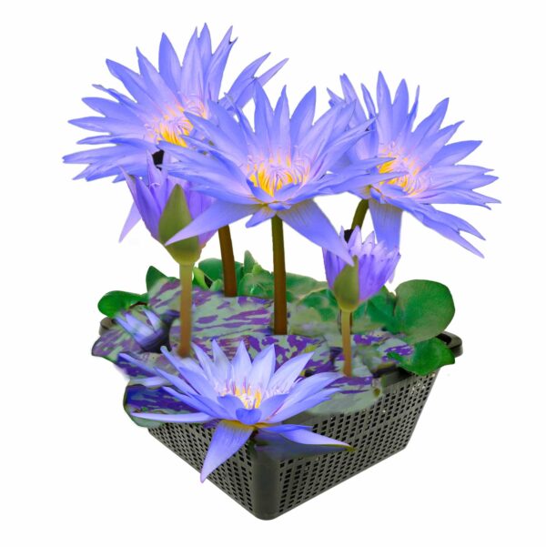Blauwe Waterlelie Blauwe Waterlelie