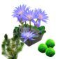 Blauwe Waterlelie + Zuurstofplanten