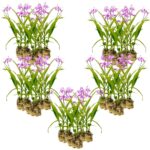 Aardorchidee 100 planten