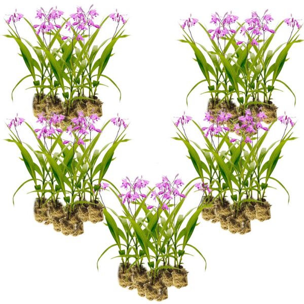 Aardorchidee 100 planten Aardorchidee 100 planten