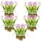 Aardorchidee 100 planten