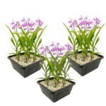 Terrestrial orchid, 3 pots