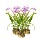 Aardorchidee 15 planten