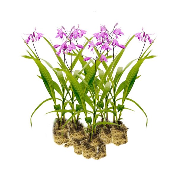 Aardorchidee 15 planten Aardorchidee 15 planten