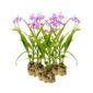 Aardorchidee 15 planten