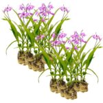 Aardorchidee 30 planten