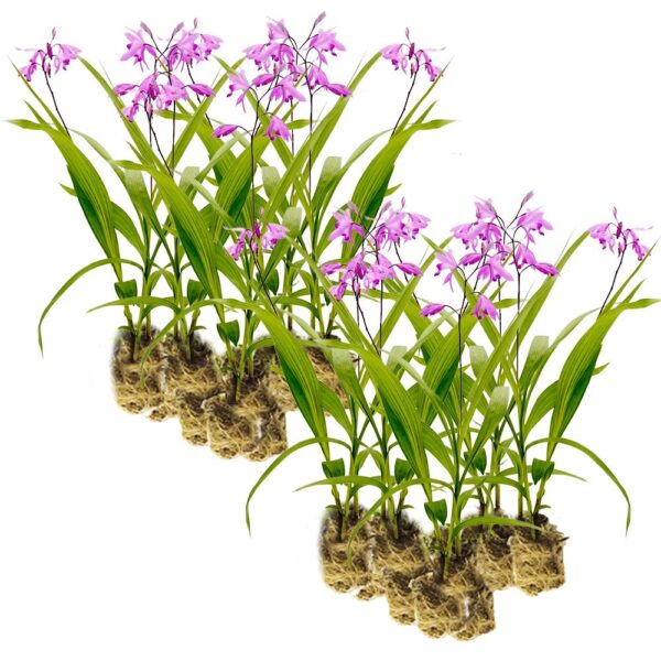 Aardorchidee 30 planten Aardorchidee 30 planten
