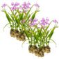 Aardorchidee 30 planten
