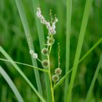 Grote-egelskop-100-stuks-Losse-Pluggen-Sparganium-Erectum-1
